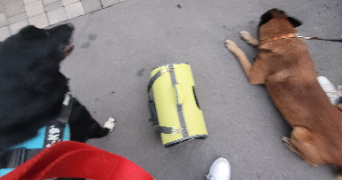 anaïs  pet sitter à VIEIL HESDIN 62770_2