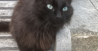 lilie pet sitter à PARIS 15 75015_0