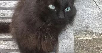 lilie pet sitter à PARIS 15 75015