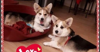 karine dog sitter à TOULON 83000_4