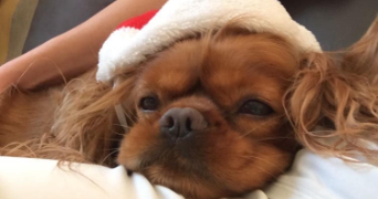 maxence pet sitter à PARIS 10 75010_1