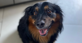 rubeiry pet sitter à RENNES 35000_2