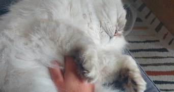 mélanie pet sitter à BLOIS 41000_1