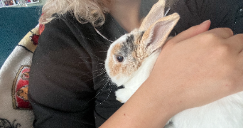 léa pet sitter à MORTEAU 25500_1