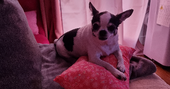 elisabeth pet sitter à PARIS 04 75004_1