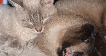 chloé pet sitter à LILLE 59000_4