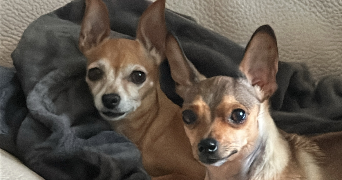 marine pet sitter à VILLEPARISIS 77270_2