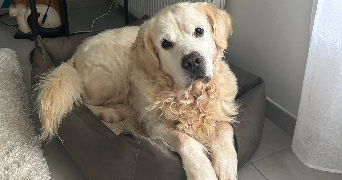 mathilde pet sitter à ANTONY 92160_4