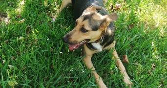 angelina pet sitter à LA CHAPELLE HEULIN 44330_8