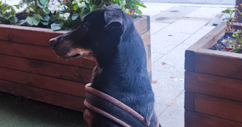 elena dog sitter à LYON 03 69003_1