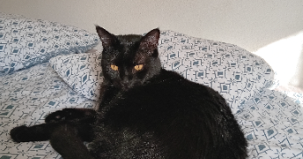 marie-hélène pet sitter à CUGNAUX 31270_3