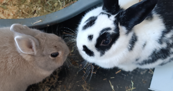 morgane pet sitter à SAUSHEIM 68390_7