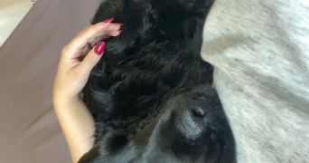 alicia pet sitter à TOULOUSE 31000_1