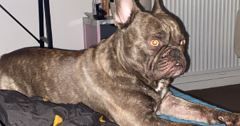 mailys  pet sitter à Andouille  53240_4