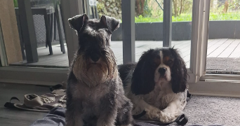 christelle pet sitter à CORBEIL ESSONNES 91100_7