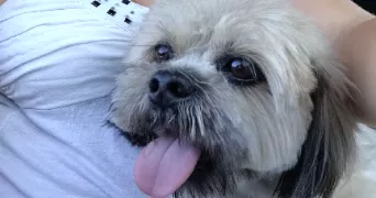 laetitia dog sitter à MONTPELLIER 34070