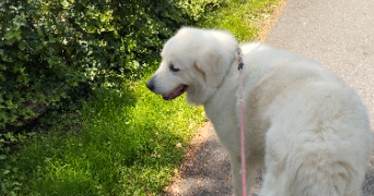 sabrina pet sitter à ROUGEMONT LE CHATEAU 90110_2