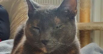 alexia pet sitter à LA GARENNE COLOMBES 92250_2