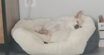 gaëlle  pet sitter à Novillars 25220_0