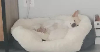 gaëlle  pet sitter à Novillars 25220