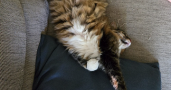 adrien pet sitter à ST BARTHELEMY DE VALS 26240_2