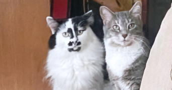 eloise pet sitter à CHATOU 78400_2