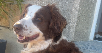 tanya pet sitter à Saint-Martin de Bonfossé 50750_3