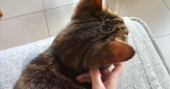 astrid pet sitter à VANNES 56000_3