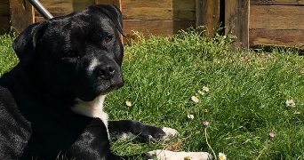 célia pet sitter à ST PIERRE DU PERRAY 91280_3