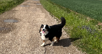 laurine pet sitter à VILLAGE NEUF 68128_1
