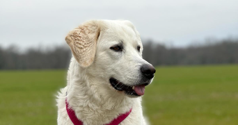 chanel pet sitter à PREVESSIN MOENS 01280_0