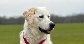 chanel pet sitter à PREVESSIN MOENS 01280