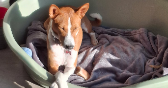 louise-marie pet sitter à ORLEANS 45000_1