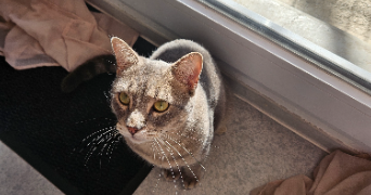 abigaïlle pet sitter à PORNIC 44210_3
