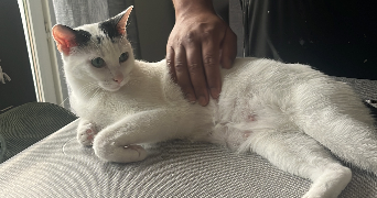 marine pet sitter à VOULANGIS 77580_9