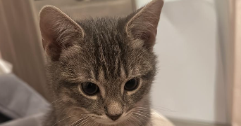 delphine pet sitter à PONTAULT COMBAULT 77340_5