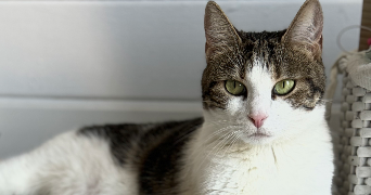 stephanie pet sitter à MARSEILLE 13 13013_3