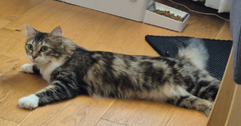 di-ming pet sitter à ALFORTVILLE 94140_1