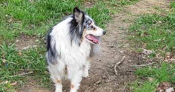 mylène pet sitter à TOURS 37000_1