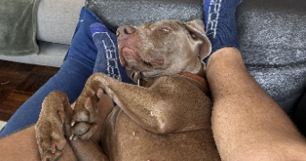 lirika pet sitter à GRESY SUR AIX 73100_4