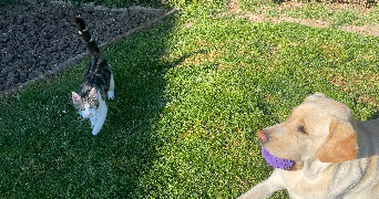 anais pet sitter à TOUL 54200_3