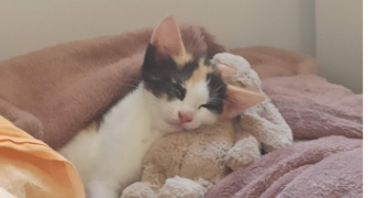 maëva pet sitter à CAHORS 46000_1