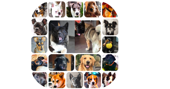 huan dog sitter à FARAMANS 01800_13