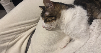 anais pet sitter à MARTIGUES 13500_2