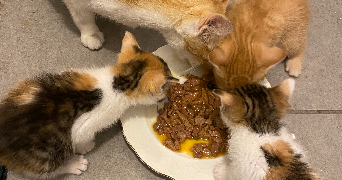 célia pet sitter à BRUGES 33520_2