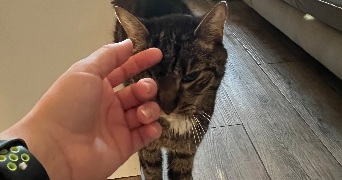 sandy pet sitter à ROSNY SOUS BOIS 93110_8