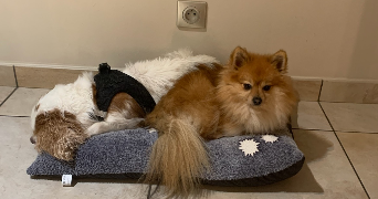 julie pet sitter à VILLEFONTAINE 38090_2