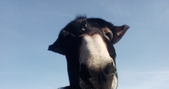 aline pet sitter à MIALET 24450_1