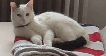karine pet sitter à COLOMIERS 31770_3