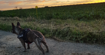 elodie pet sitter à FRESNES LES MONTAUBAN 62490_1